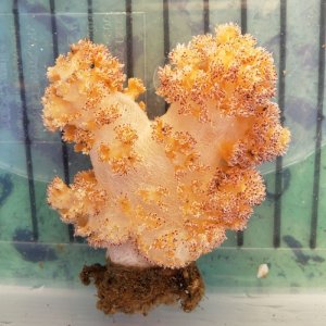 画像: 《近海産海洋生物》トゲトサカの仲間（画像の個体です)