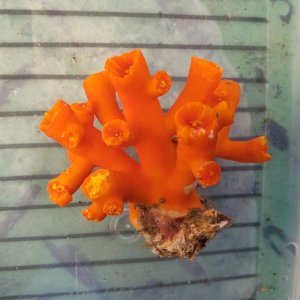 画像: 《近海産海洋生物》エントウキサンゴ（画像の個体です)