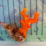 画像: 《近海産海洋生物》オキノセキサンゴ（？）（画像の個体です)