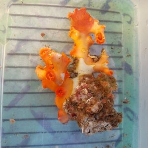 画像: 《近海産海洋生物》オキノセキサンゴ（画像の個体です)