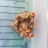 画像: 《近海産海洋生物》キサンゴの一種（画像の個体です)