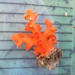 画像: 《近海産海洋生物》ボシュマキサンゴ（画像の個体です)