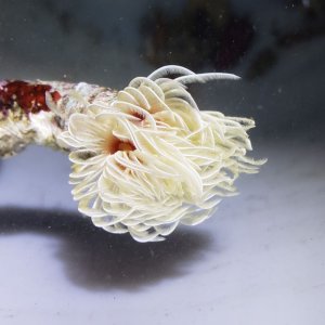 画像: 《近海産海洋生物》オオナガレハナカンザシ（画像の個体です)