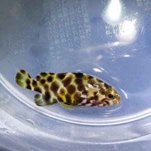 画像: 《近海産海水魚》【珍】モヨウハタ　幼魚…当店ハンドコート採取‥