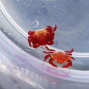 画像: 《近海産甲殻類》シロスジベニオウギガニ　SS…ハンドコート採取