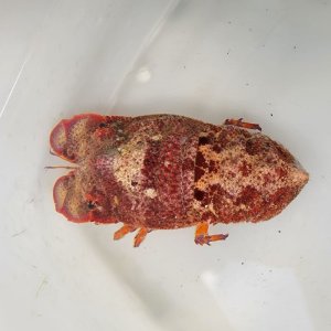 画像: 《近海産甲殻類》セミエビ（Sサイズ）画像の個体です…ハンドコート採取【おすすめ】