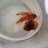 画像: 《近海産海水魚》セトミノカサゴ（画像の個体です）…ハンドコート採取