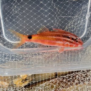 画像: 《近海産海水魚》オキナヒメジ（SMサイズ）…ハンドコート採取