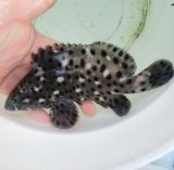 画像: 《近海産海水魚》【珍】ホシヒレグロハタ  …当店ハンドコート採取