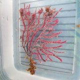 画像: 《近海産海洋生物》トゲナシヤギ（画像の個体です)