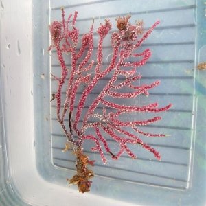 画像: 《近海産海洋生物》トゲナシヤギ（画像の個体です)