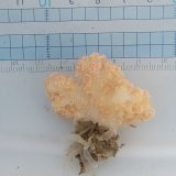 画像: 《近海産海洋生物》トゲトサカの仲間（画像の個体です)
