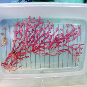 画像: 《近海産海洋生物》フトヤギの仲間（画像の個体です)