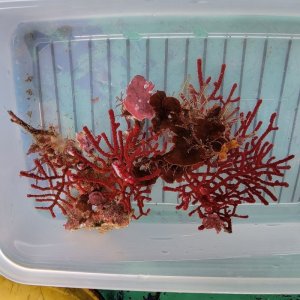 画像: 《近海産海洋生物》ホソヤギの仲間朽ち木（画像の個体です)