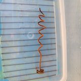 画像: 《近海産海洋生物類》【珍種】ネジレカラマツ(画像の個体です)