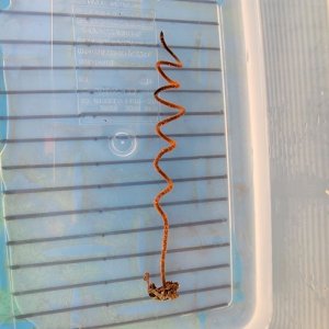 画像: 《近海産海洋生物類》【珍種】ネジレカラマツ(画像の個体です)