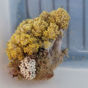 画像: 《近海産海洋生物》キバナトサカ（画像の個体です)