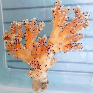 画像: 《近海産海洋生物》ニクイロクダヤギ（画像の個体です)