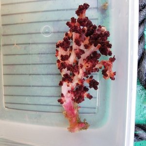 画像: 《近海産海洋生物》ニクイロクダヤギ（画像の個体です)