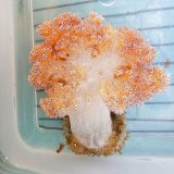 画像: 《近海産海洋生物》トゲトサカの仲間（画像の個体です)
