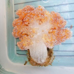画像: 《近海産海洋生物》トゲトサカの仲間（画像の個体です)
