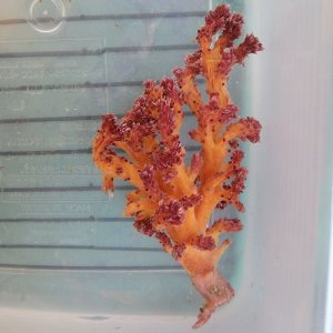 画像: 《近海産海洋生物》ニクイロクダヤギ（画像の個体です)