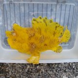 画像: 《近海産海水魚》【美イエロー】カエルアンコウ（画像の個体です）・・当店ハンドコ ート採取