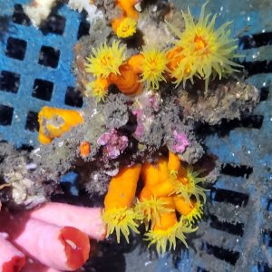 画像: 《近海産海洋生物》エントウキサンゴ（画像の個体です)