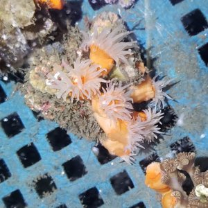 画像: 《近海産海洋生物》シロバナキサンゴ（画像の個体です)