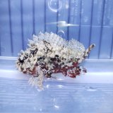 画像: 《近海産海水魚》フサカサゴ科の一種（画像の個体です）・・ハンドコート採取