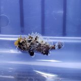 画像: 《近海産海水魚》フサカサゴ科の一種（画像の個体です）・・ハンドコート採取
