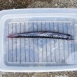 画像7: 《外洋性深海魚》【No.1】ワニトカゲギス（画像の個体です）…冷凍個体