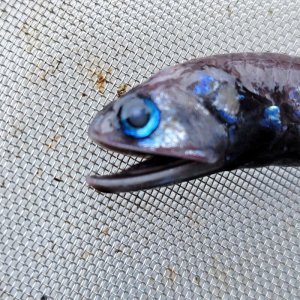 画像: 《外洋性深海魚》ハダカイワシの1種（画像の個体です）…冷凍個体