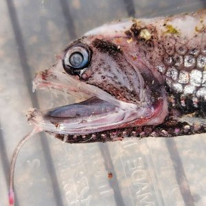 画像: 《外洋性深海魚》【No.2】ワニトカゲギス（画像の個体です）…冷凍個体