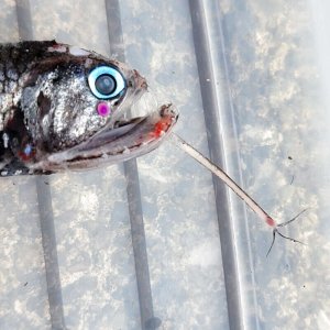 画像: 《外洋性深海魚》【No.1】ワニトカゲギス（画像の個体です）…冷凍個体