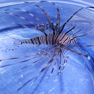 画像: 《近海産海水魚》ハナミノカサゴ（Sサイズのフリー個体)…当店ハンドコート採取
