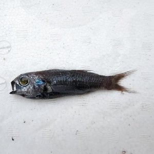 画像: 《近海産深海魚》ナミトゲスミクイウオ(画像のA(4)個体です)…（冷凍個体）