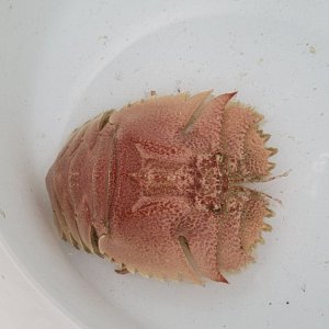 画像: 《近海産甲殻類》オオバウチワエビ…ハンドコート採取