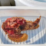 画像: 《近海産海水魚》【熊野灘産】ダルマオコゼ…ハンドコート採取