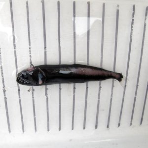 画像: 《外洋性深海魚》クロトカゲギス（画像の個体です）…冷凍個体