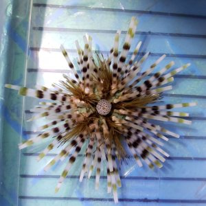 画像: 《近海産海洋生物》トックリガンガゼモドキ …当店ハンドコート採取