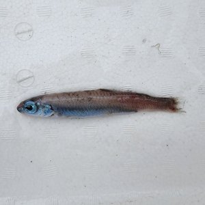 画像: 《外洋性深海魚》ソコイワシ科の1種（画像のA➂個体です）…冷凍個体