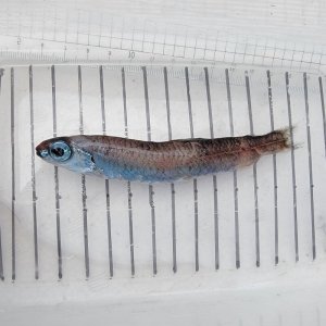 画像: 《外洋性深海魚》ソコイワシ科の1種（画像のB➃個体です）…冷凍個体