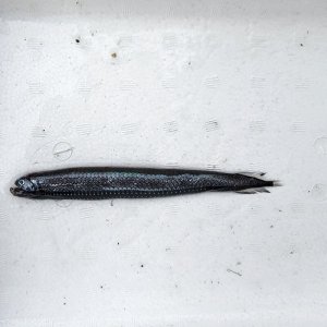 画像: 《外洋性深海魚》ワニトカゲギス目の1種（画像の個体です）…冷凍個体