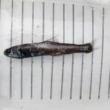 画像: 《外洋性深海魚》ハダカイワシの1種（画像のA➉個体です）…冷凍個体