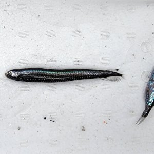 画像: 《外洋性深海魚》ワニトカゲギス目の1種（画像のA➇個体です）…冷凍個体