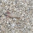 画像3: 《近海産海水魚》ミサキウナギ(ウミヘビ科)の幼魚…当店ハンドコート採取