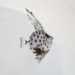 画像3: 《近海産海水魚》☆☆カガミダイ幼魚(深海性)…ハンドコート採取