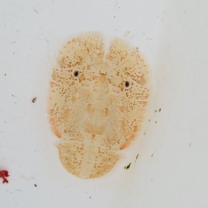 画像: 《近海産甲殻類》ゾウリエビｙｇ（）ガラスカラー…当店ハンドコート採取