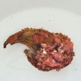 画像: 《近海産海水魚》【熊野灘産】ダルマオコゼ…ハンドコート採取